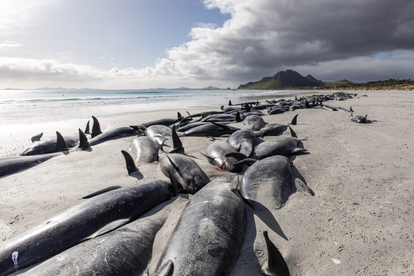 477-whales-die-in-hear