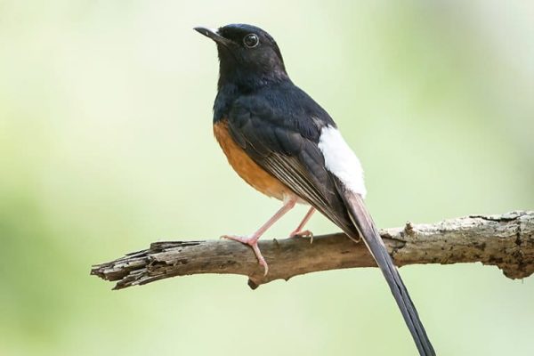 Burung Hias