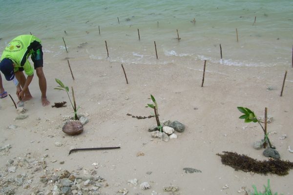 Pelatihan tanam mangrove di Sumur, Banten3