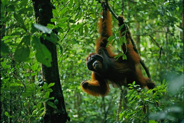 Taman-Nasional-Gunung-Palung