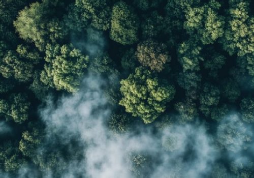 hutan alam