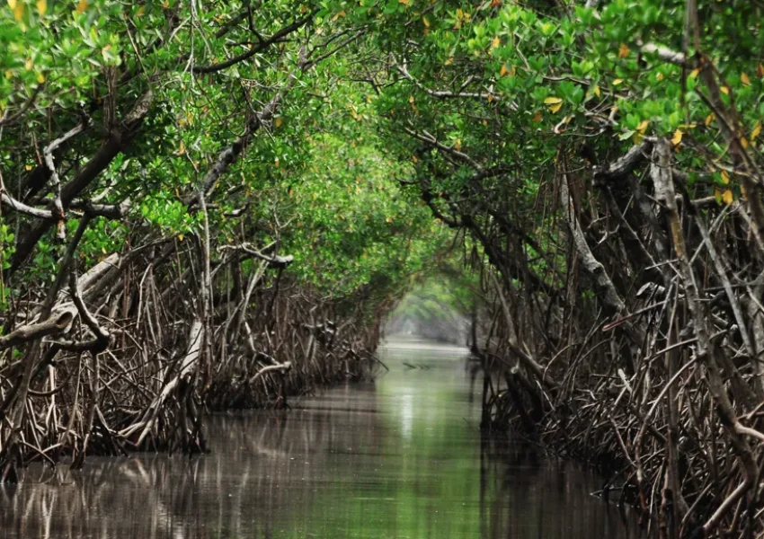 mangrove
