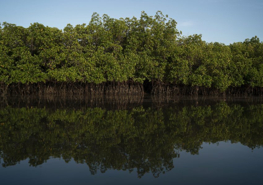mangrove_baru